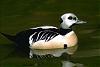 Cliquez sur l'image pour la voir en taille r�elle

Nom : oiseau myst�re.jpg
Affichages : 79
Taille : 23,7 Ko
ID : 4660