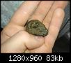 Est-ce une m�t�orite ??-dsc04254oejpg