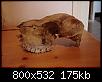 identification-crane-herbivore-3.jpg