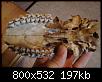 identification-crane-herbivore-5.jpg