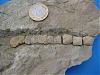 identification-aide-identification-dun-fossile-fossile.jpg