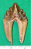 identification-a-appartient-cette-dent-2365.jpg