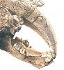 identification-a-appartient-cette-dent-smilodon.jpg