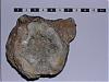 identification-fossile-inconnu-ter-bis-re-repetita-vue-inf1.jpg