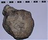 identification-fossile-inconnu-ter-bis-re-repetita-vue-sup-1.jpg