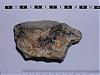identification-fossile-inconnu-ter-bis-re-repetita-vue-tranche-1.jpg