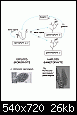 bota-difference-gametophyte-sporophyte-esil-life-cycle-web-01-07.gif