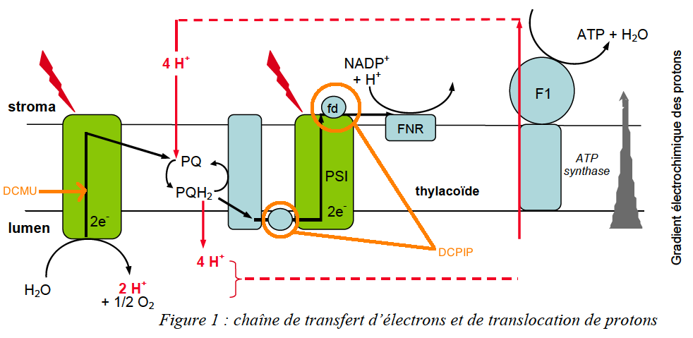 Nom : chaîne transport électrons.png
Affichages : 1037
Taille : 62,4 Ko