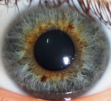 Nom : 220px-Close-up_Image_of_a_Human_Iris.jpg
Affichages : 14468
Taille : 10,7 Ko