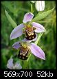 trouver-orchidee-orchidaceae-ophrys-apifera.jpg Ophrys apifera.jpg
Affichages : 59
Taille : 52,4 Ko
ID : 22773