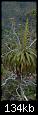 plante-de-nouvelle-caledonie-dsc00532.jpg