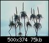 plante-de-nouvelle-caledonie-verticillatum_6.jpg