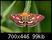 papillon-inconnu-papillon_inconnu.jpg