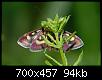 papillon-inconnu-papillon_inconnu_2.jpg