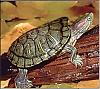 [zoologie] Un sp�cialiste des tortues dans les parages?-floride.jpg