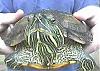 [zoologie] Un sp�cialiste des tortues dans les parages?-tete2oejpg