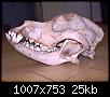 Nettoyage d'un cr�ne-rex2.jpg