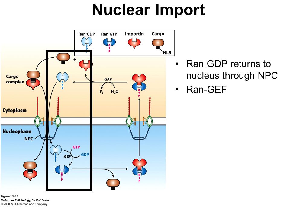 Nom : Nuclear+Import+Ran+GDP+returns+to+nucleus+through+NPC+Ran-GEF.jpg
Affichages : 50
Taille : 69,7 Ko