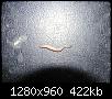 ver-aquarium-parasite-poissons-ver1.jpg