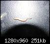 ver-aquarium-parasite-poissons-ver2.jpg