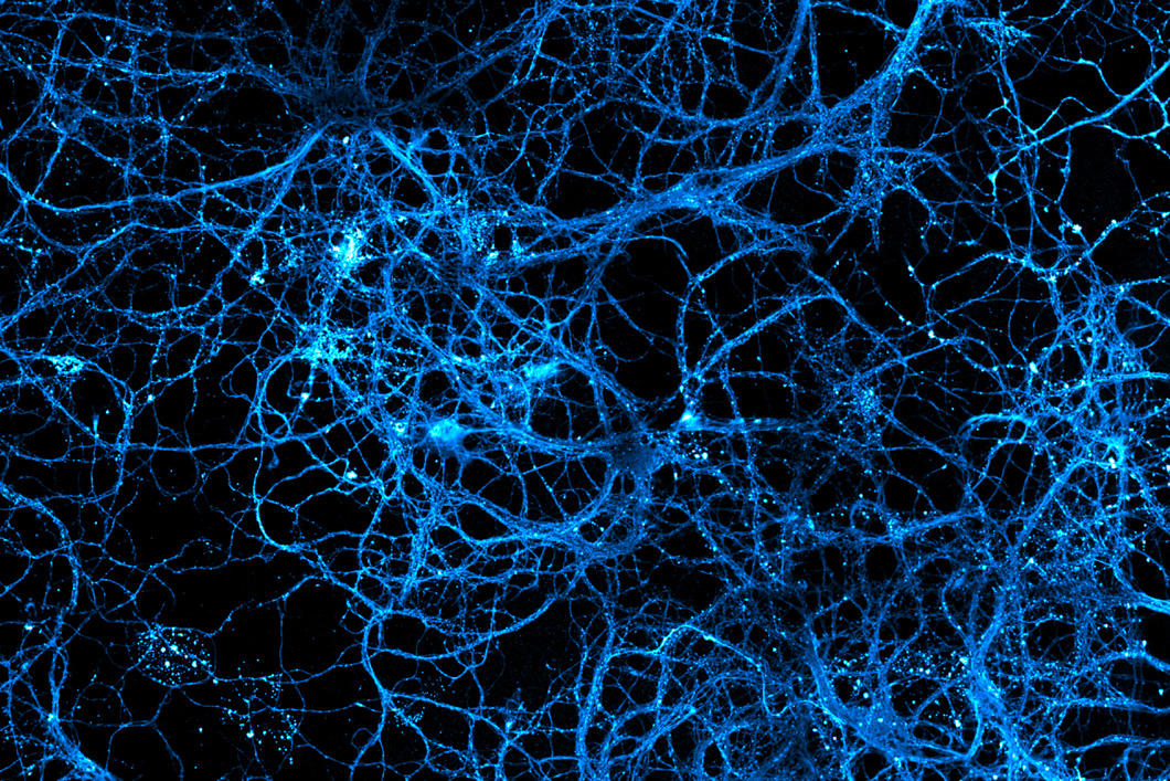 Nom : neurone.jpg
Affichages : 50
Taille : 338,0 Ko