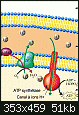 Cr�ation d'illustration en Biologie-biooegif