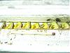 abeille-batisseuse-pict0005.jpg