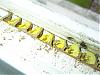 abeille-batisseuse-pict0001.jpg