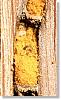 abeille-batisseuse-osmiarufa_1.jpg
