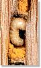 abeille-batisseuse-osmiarufa_2.jpg