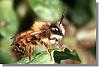 abeille-batisseuse-osmiarufa_4.jpg