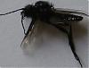 mouche-noire-fly.jpg