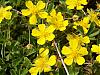 jaune-jolie-photo-018.jpg