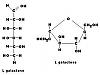 L galactofuranose-l-galacofuranoseoejpg