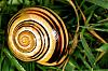 chiralite-poison-medicament-escargot.jpg