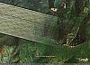 Myst�re d�couvert avec Google Earth-lopsoejpg