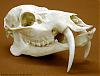 [Biologie] Le cerf  dents de sabre-sale-bete1.jpg