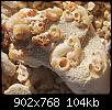 fossile-corail-corail.jpg