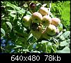 identification-resolu-arbre-dscn0105.jpg