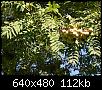 identification-resolu-arbre-dscn0104.jpg