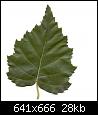 identification-dun-arbre-feuille.jpg