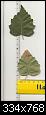identification-dun-arbre-feuille2.jpg