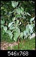 identification-dun-arbre-arbre.jpg