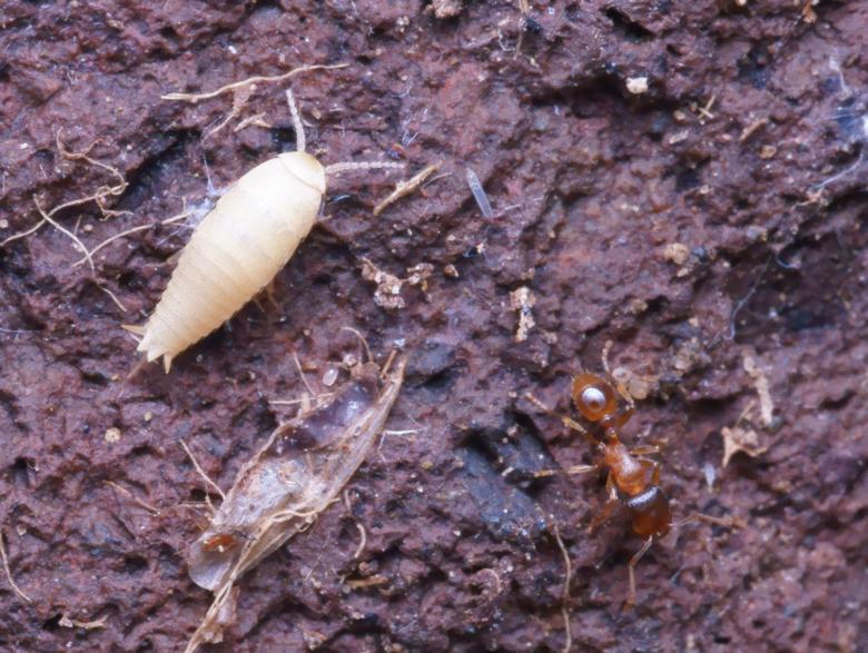 Nom : Insectes (Zygentomes ) - Atelura formicaria [Nicoletiidae] - adulte (Lc 6 mm) sous pierre (garri.JPG
Affichages : 88
Taille : 140,9 Ko