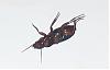 Insecte pas beau-insecte1oejpg