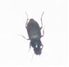Insecte pas beau-insecte2oejpg