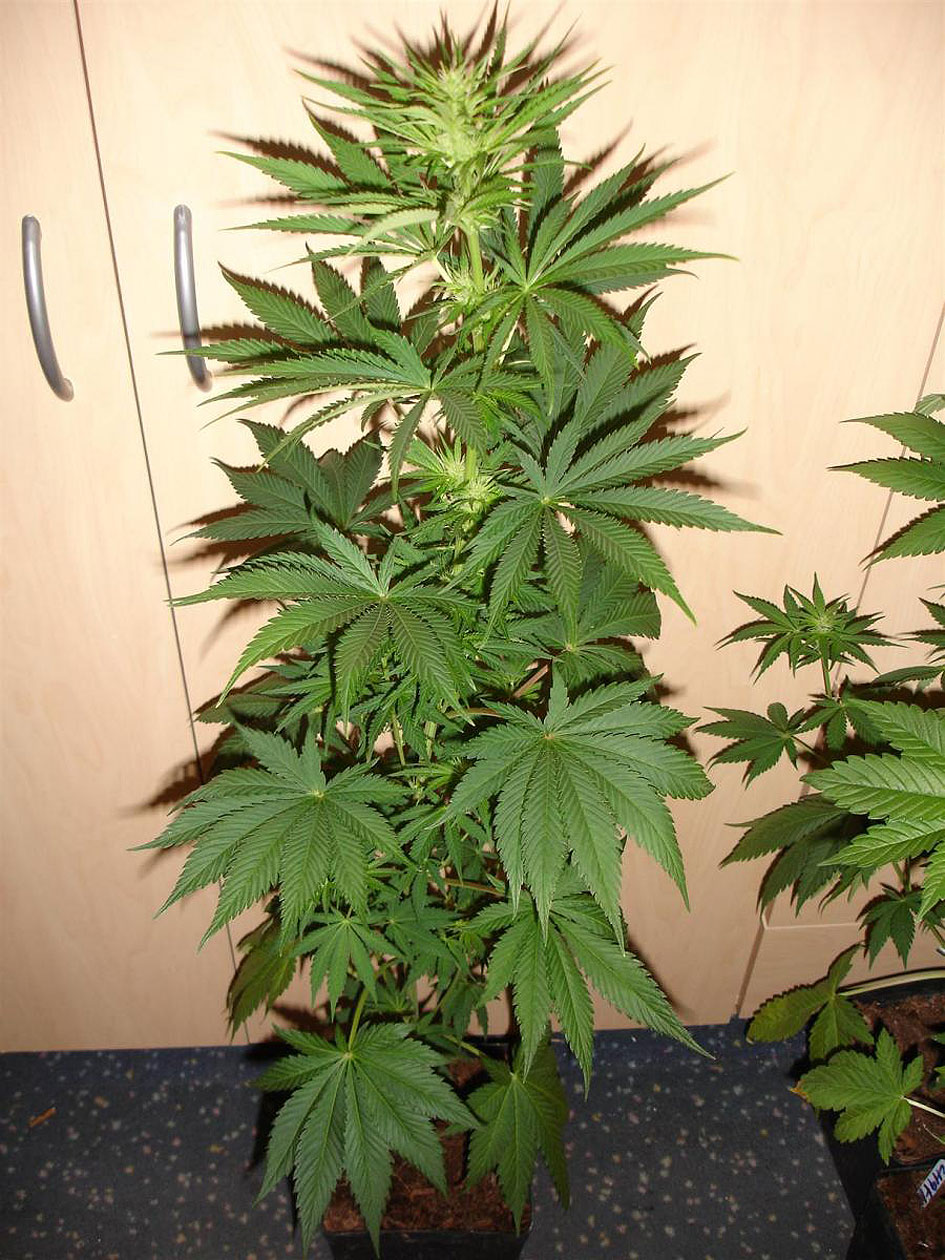 Nom : citral-cannabis-plant.jpg
Affichages : 208
Taille : 282,7 Ko