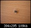 [identification] d'un insecte-suc504591oejpg