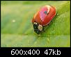 identification-oeufs-adalia-bipunctata3.jpg