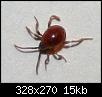 identification-besoin-daide-identification-insecte-insect.jpg